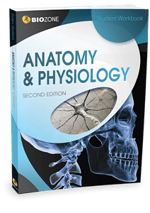 Picture of Anatomy & Physiology